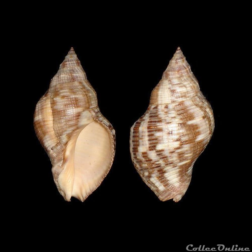 Muricidae - Stramonita canaliculata (Gray, 1839) coquillages fossiles gastropoda muricidae stramonita canaliculata gray 1839