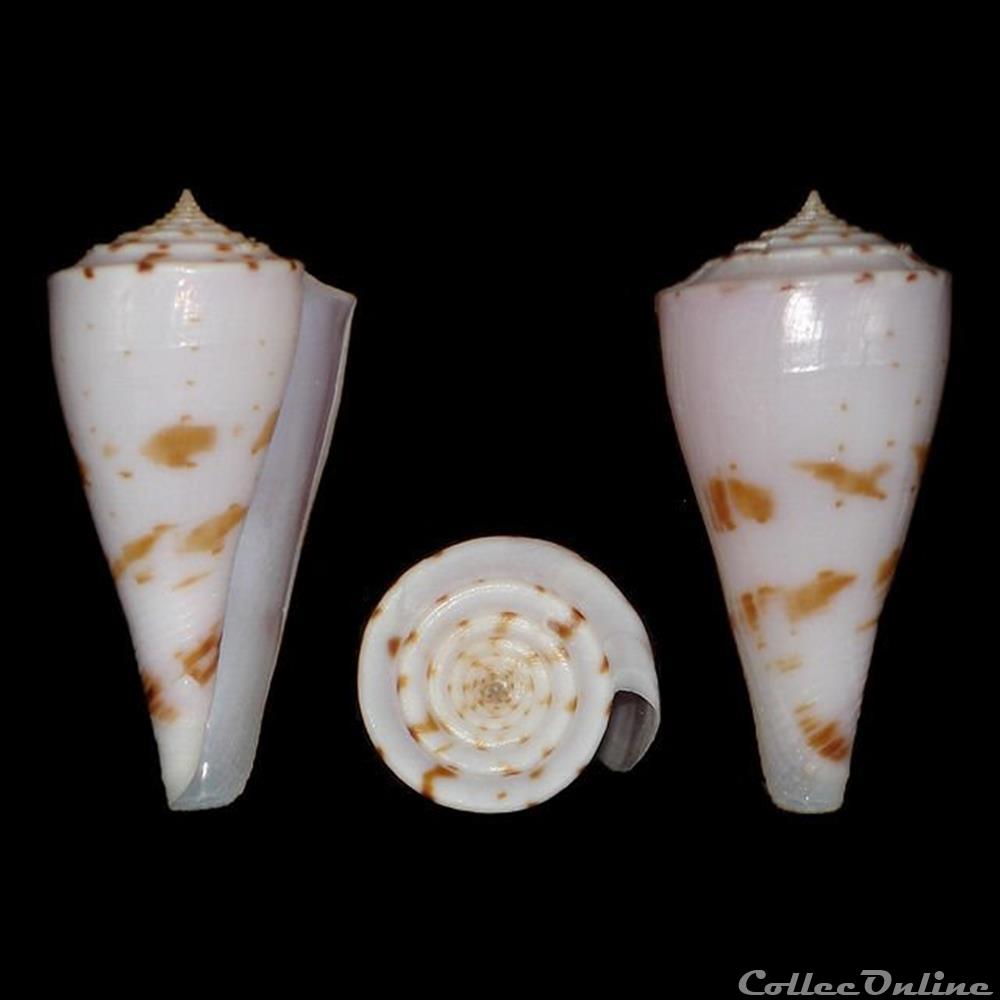Endemoconus ione (Fulton, 1938) coquillages fossiles gastropoda endemoconus ione fulton 1938