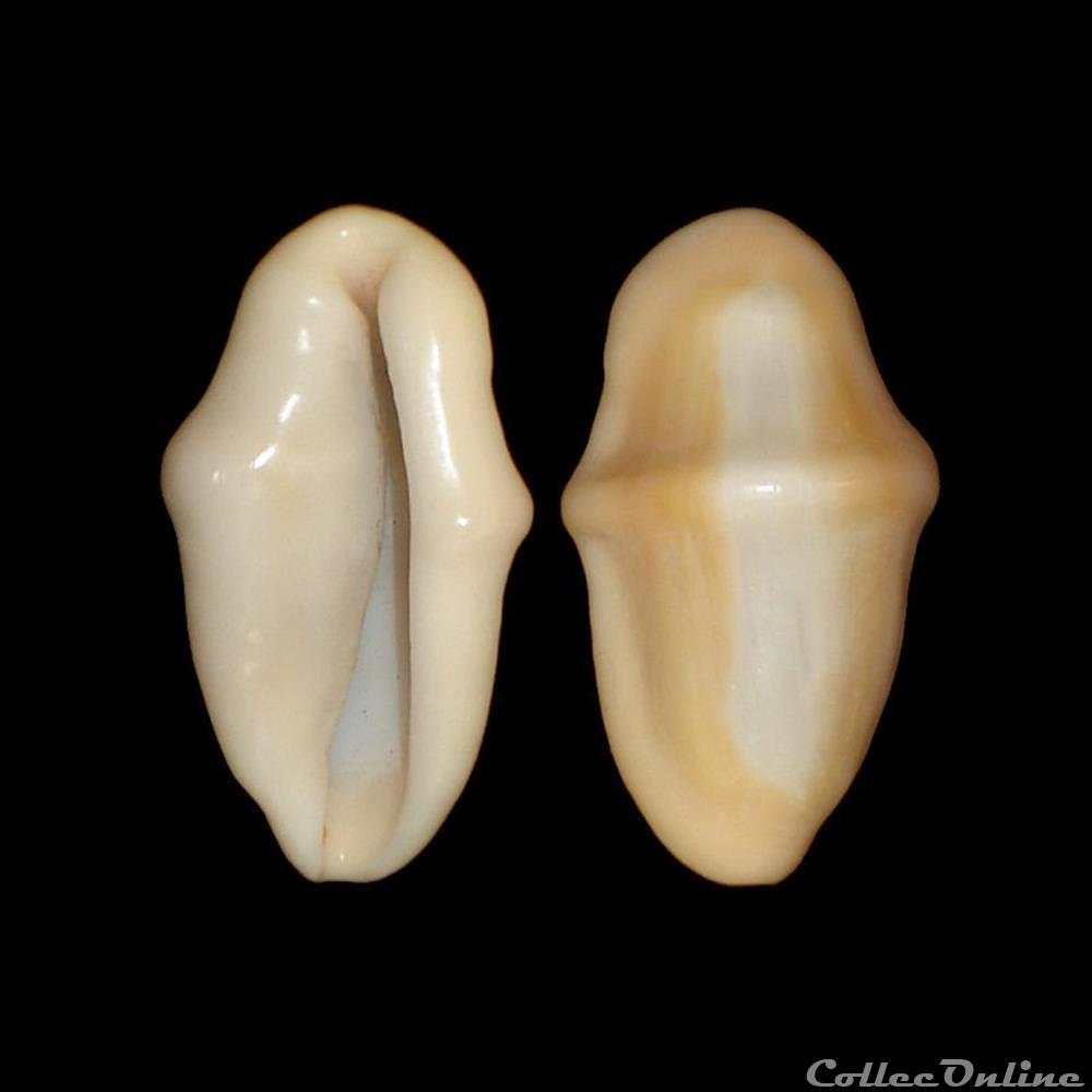 coquillages fossiles gastropoda ovulidae cyphoma gibbosum linne 1758