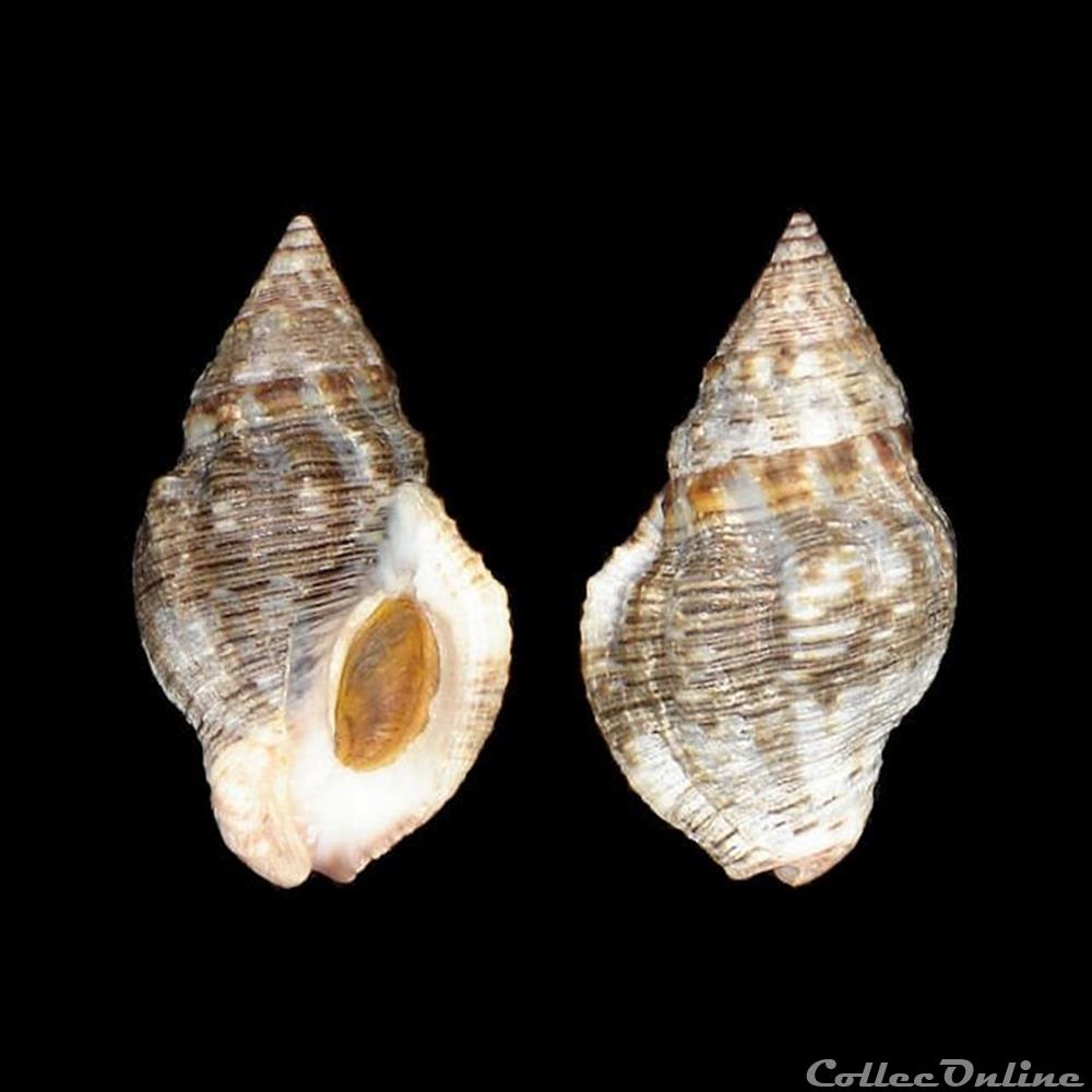coquillages fossiles gastropoda pisaniidae gemophos viverratus kiener 1834
