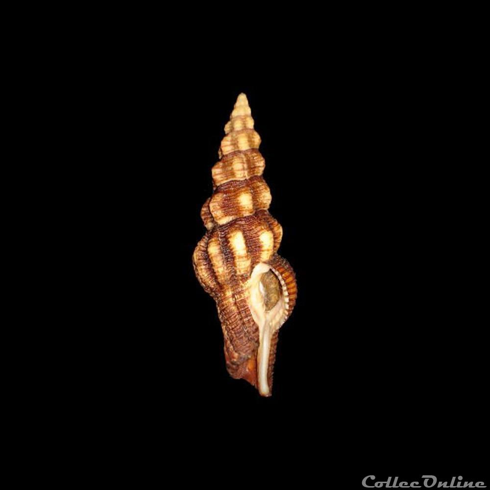 coquillages fossiles gastropoda fasciolariidae polygona infundibulum gmelin 1791