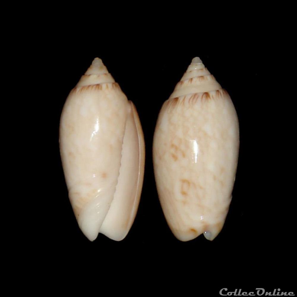 Olividae - Americoliva reticularis (Lamarck, 1811) coquillages fossiles gastropoda olividae americoliva reticularis lamarck 1811