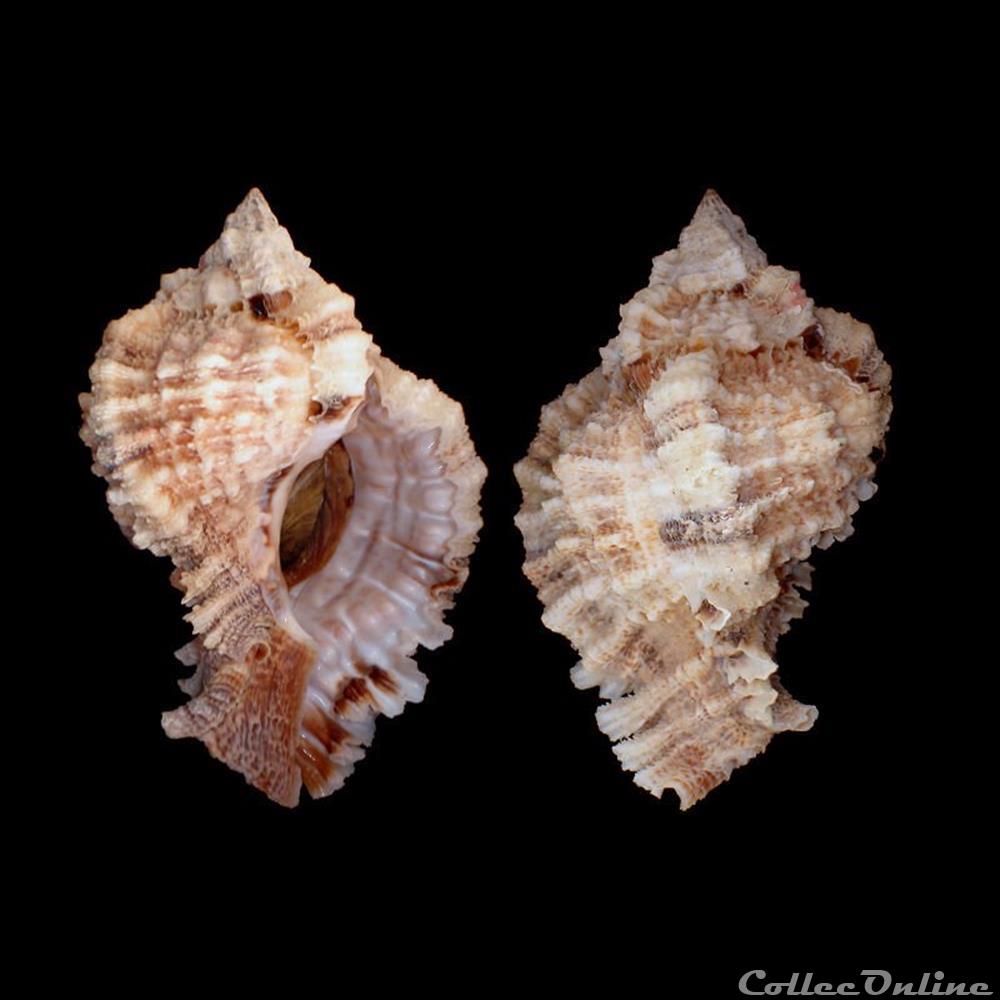 Muricidae - Phyllonotus pomum (Gmelin, 1791) coquillages fossiles gastropoda muricidae phyllonotus pomum gmelin 1791