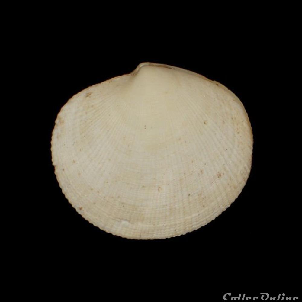 coquillages fossiles bivalvia lucinidae codakia orbicularis linne 1758