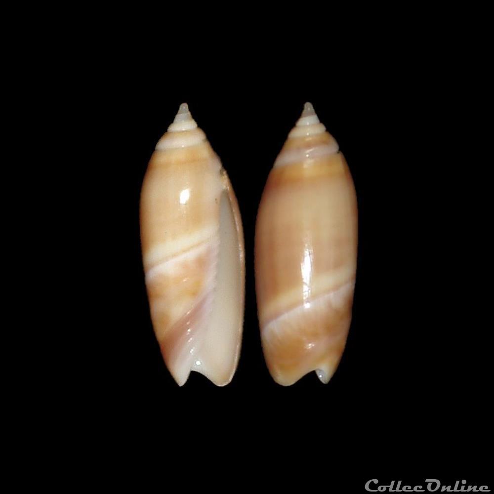 Olividae - Agaronia acuminata boavistensis (Burnay & Conceição, 1986) coquillages fossiles gastropoda olividae agaronia acuminata boavistensis burnay conceicao 1986
