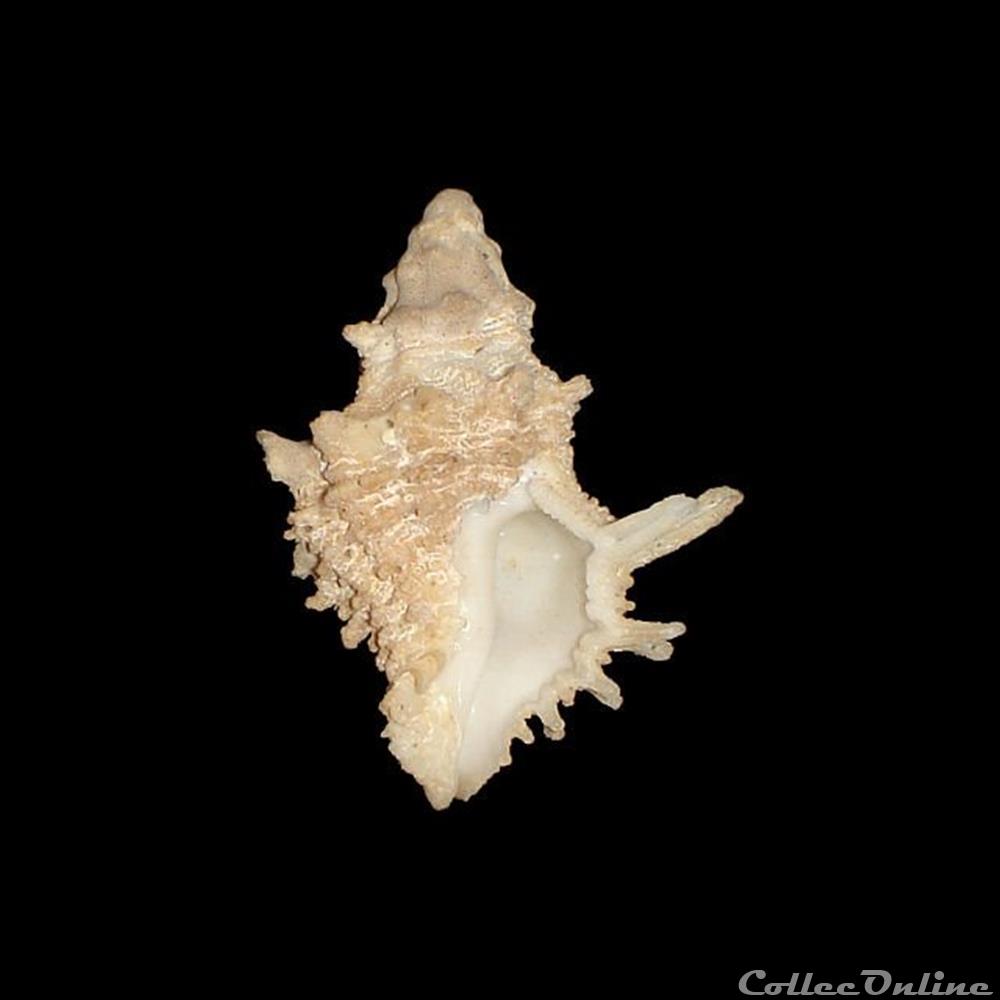 Coralliophilidae - Babelomurex bernardi (Nicolay, 1984) coquillages fossiles gastropoda coralliophilidae babelomurex bernardi nicolay 1984