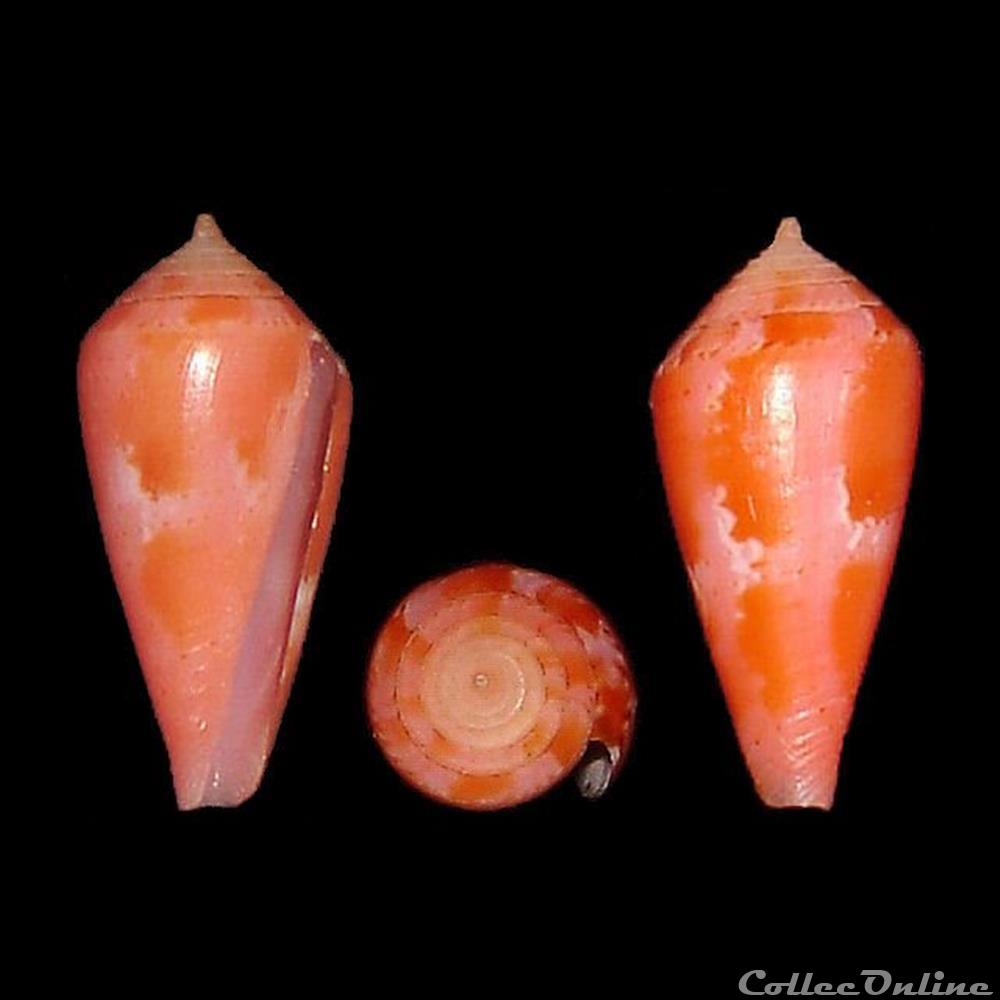 Kioconus (Isoconus) corallinus (Kiener, 1847) coquillages fossiles gastropoda kioconus isoconus corallinus kiener 1847
