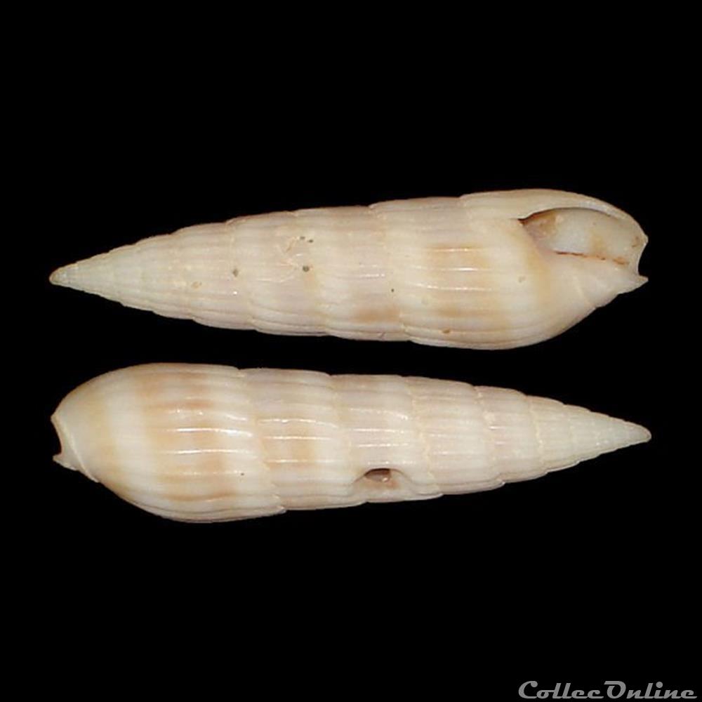 Terebridae - Hastula hastata (Gmelin, 1791) coquillages fossiles gastropoda terebridae hastula hastata gmelin 1791