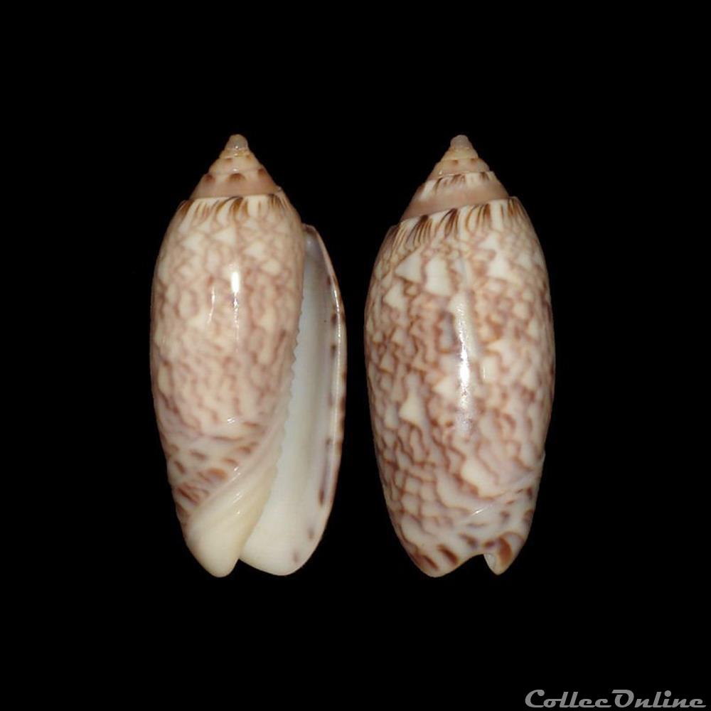 Olividae - Americoliva reticularis (Lamarck, 1811) coquillages fossiles gastropoda olividae americoliva reticularis lamarck 1811