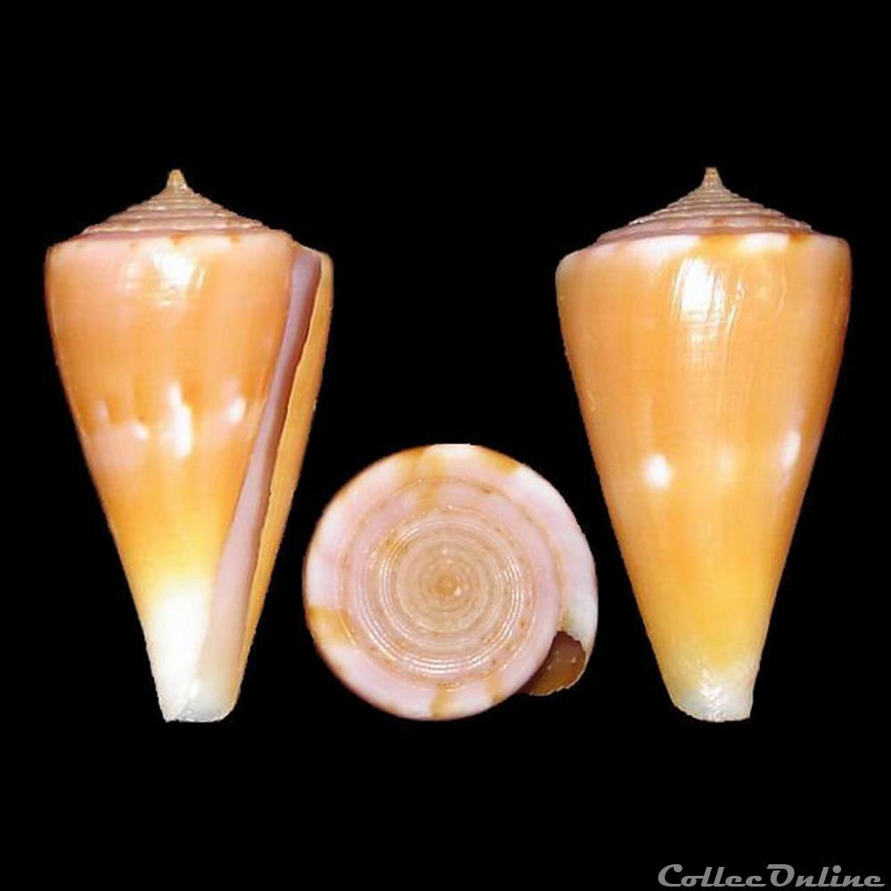 Kioconus (Isoconus) sazanka (Shikama, 1970) coquillages fossiles gastropoda kioconus isoconus sazanka shikama 1970