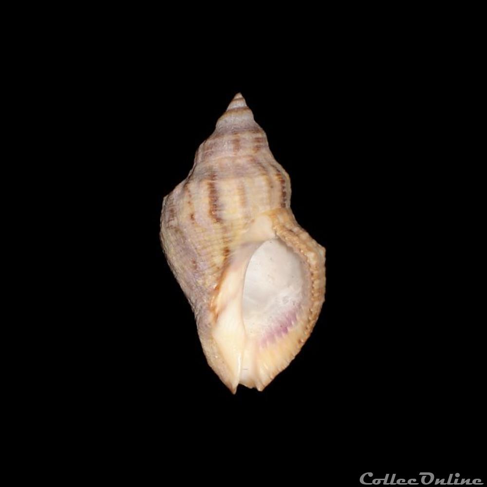 Muricidae - Stramonita canaliculata (Gray, 1839) coquillages fossiles gastropoda muricidae stramonita canaliculata gray 1839