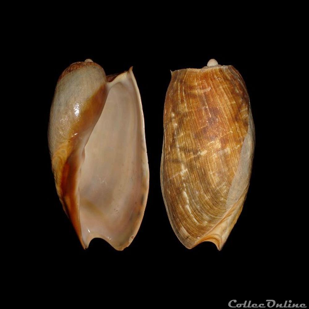 Volutidae - Cymbium marmoratum (Link, 1807) coquillages fossiles gastropoda volutidae cymbium marmoratum link 1807