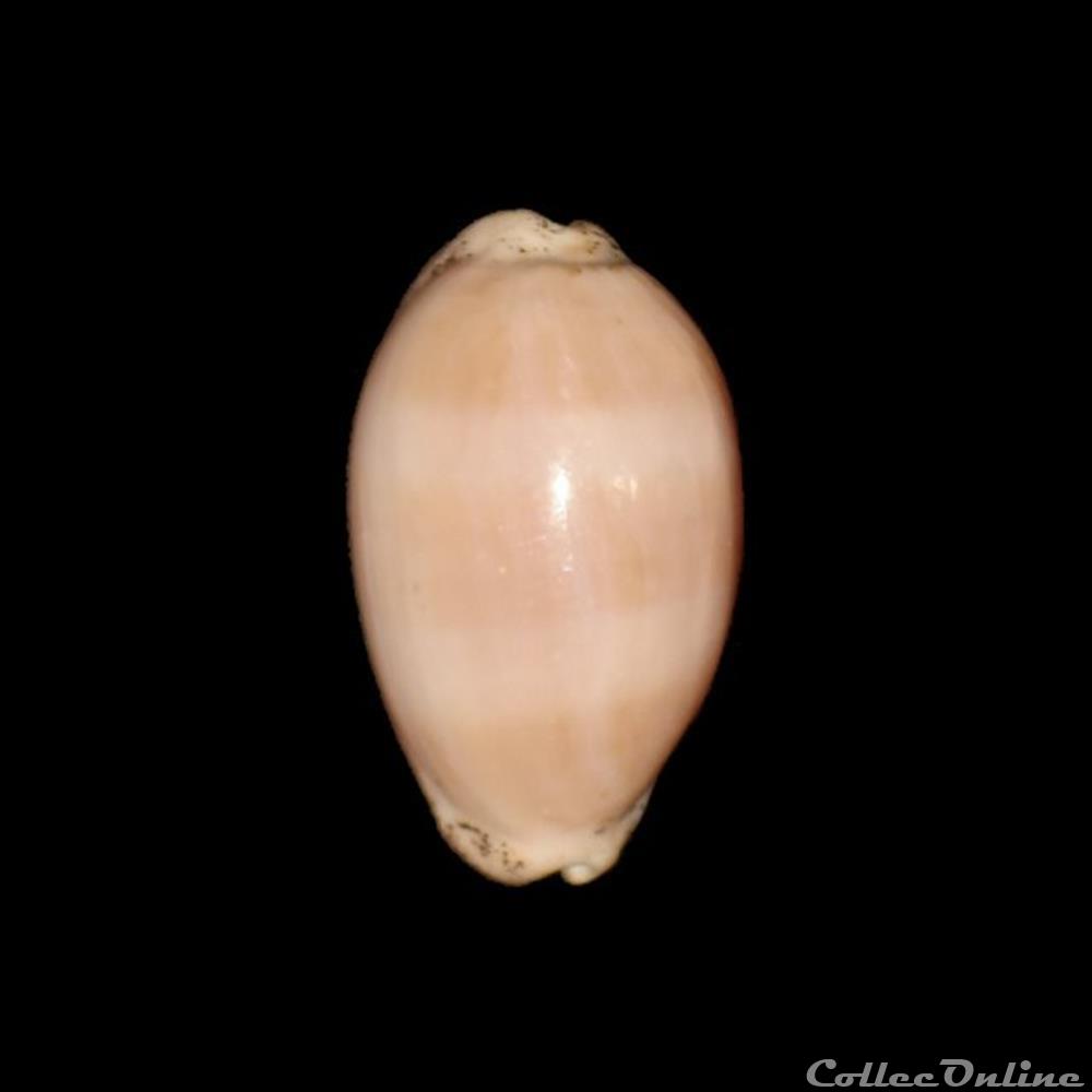 Cypraeidae - Luria cinerea (Gmelin, 1791) coquillage fossile gastropodum cypraeidae luria cinerea gmelin 1791