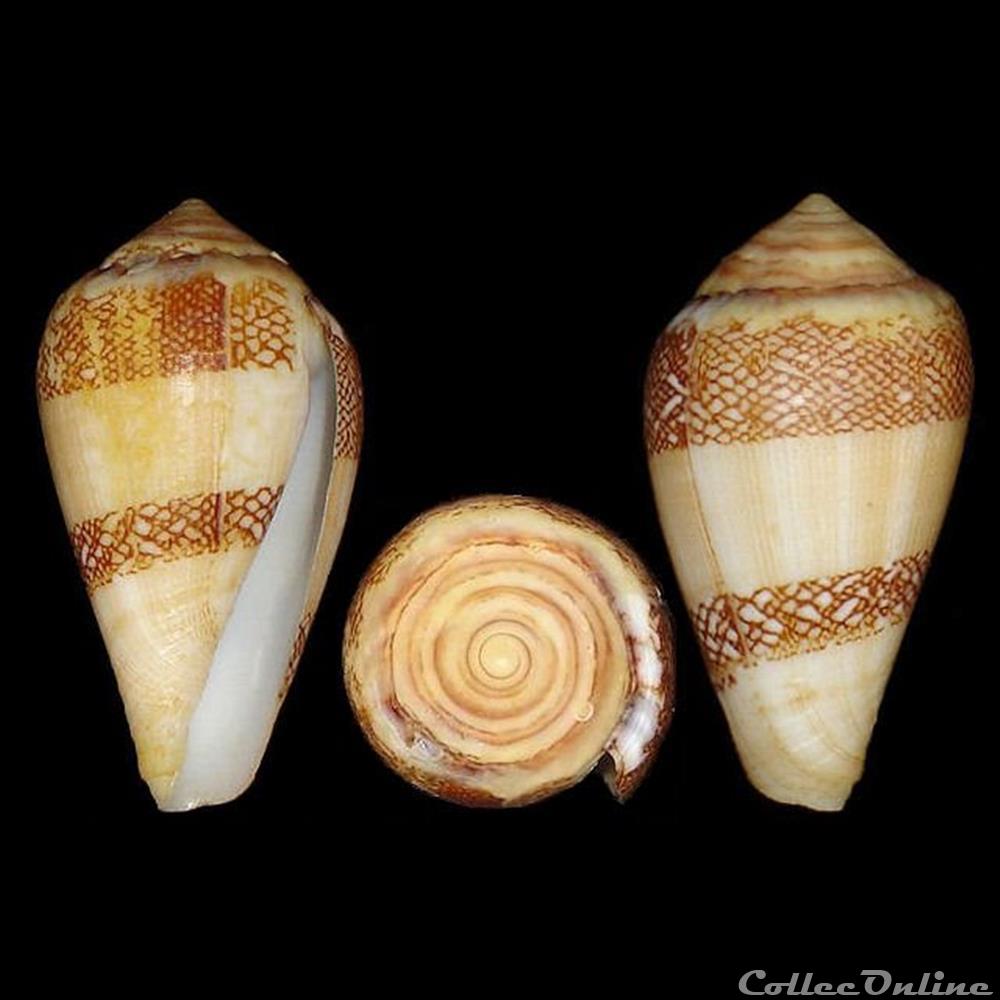 coquillages fossiles gastropoda lautoconus lautoconus mercator linne 1758