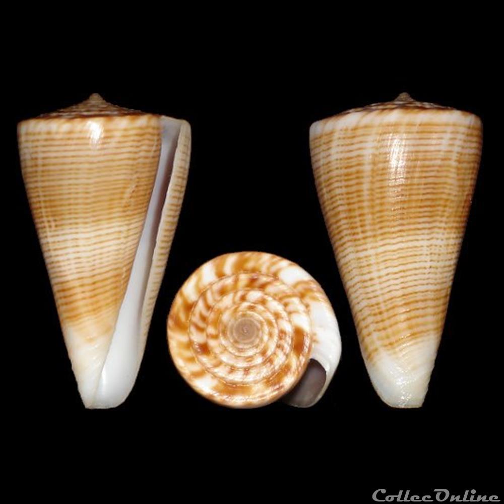 Kioconus (Ongoconus) typhon (Kilburn, 1975) coquillages fossiles gastropoda kioconus ongoconus typhon kilburn 1975