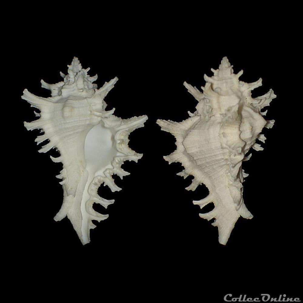 Muricidae - Chicoreus brevifrons (Lamarck, 1822) coquillages fossiles gastropoda muricidae chicoreus brevifrons lamarck 1822