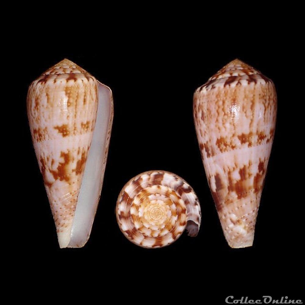 coquillages fossiles gastropoda afonsoconus kinoshitai kuroda 1956