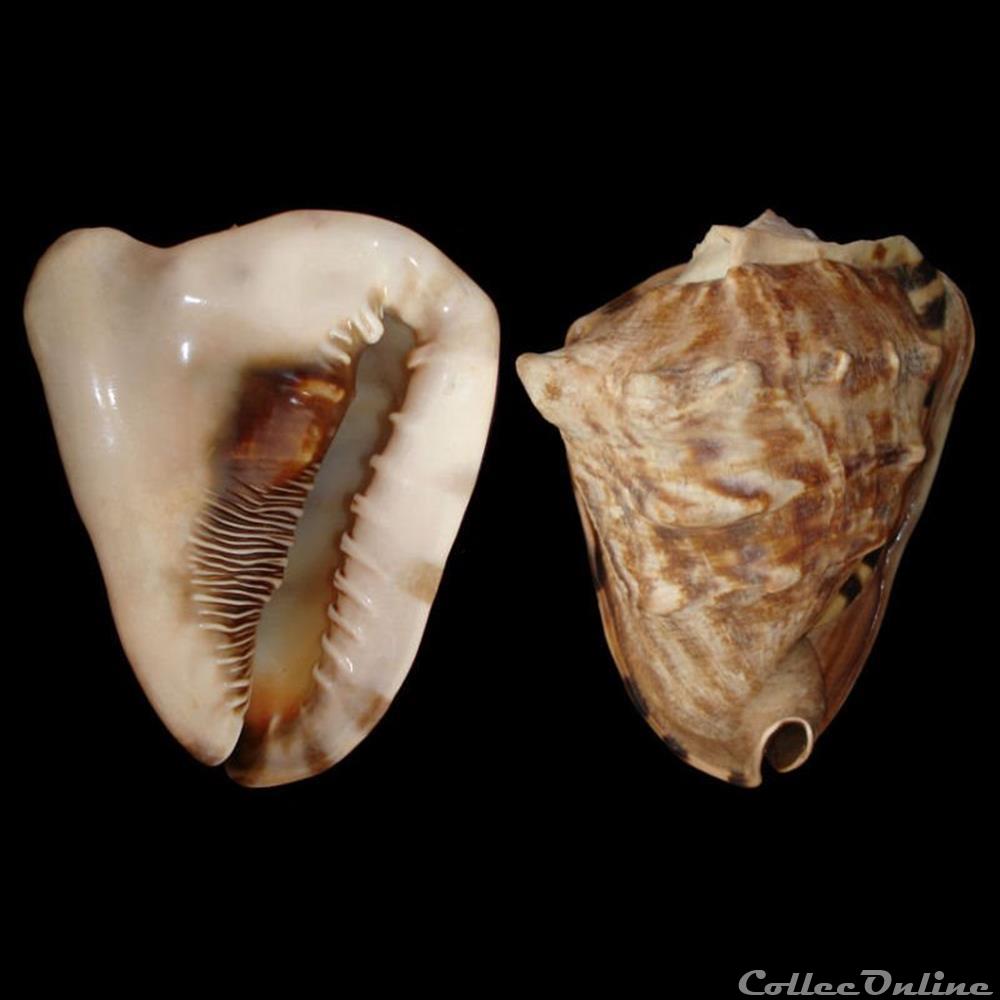 coquillages fossiles gastropoda cassidae cassis tuberosa linne 1758