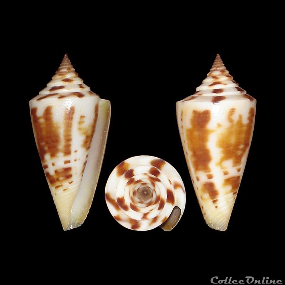Dauciconus (Dauciconus) anabathrum (Crosse, 1865) coquillages fossiles gastropoda dauciconus dauciconus anabathrum crosse 1865