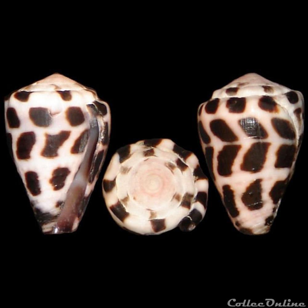 Virroconus ebraeus (Linné, 1758) coquillages fossiles gastropoda virroconus ebraeus linne 1758