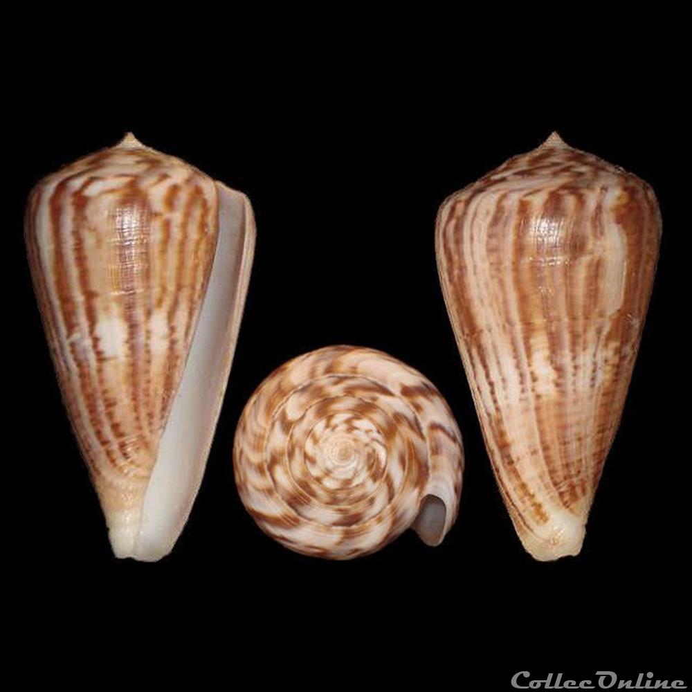 coquillages fossiles gastropoda rhizoconus hyaena hwass in bruguiere 1792