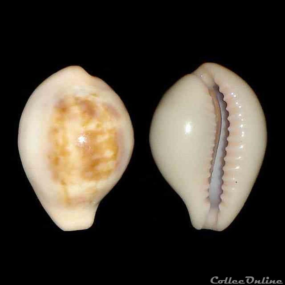 Cypraeidae - Zonaria pyrum angelicae (Clover, 1974) coquillages fossiles gastropoda cypraeidae zonaria pyrum angelicae clover 1974