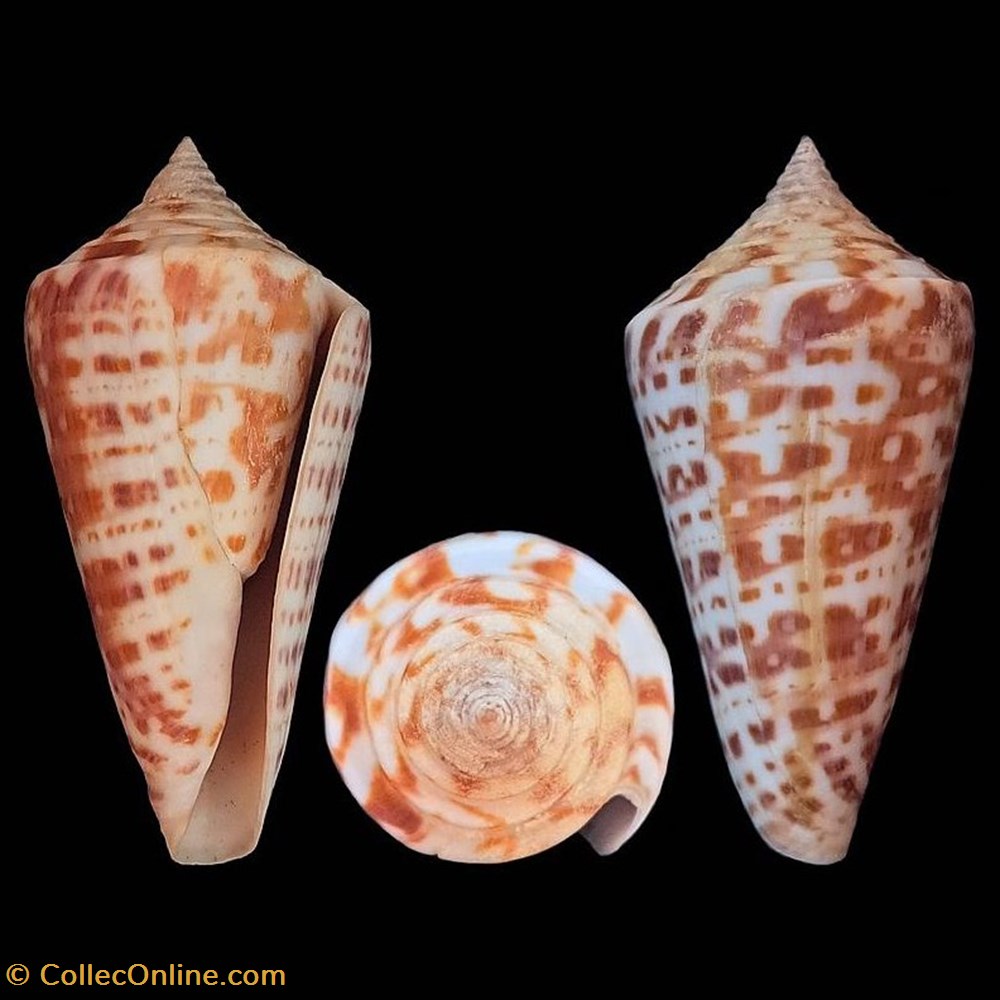 coquillages fossiles gastropoda dauciconus dauciconus regularis sowerby i 1833