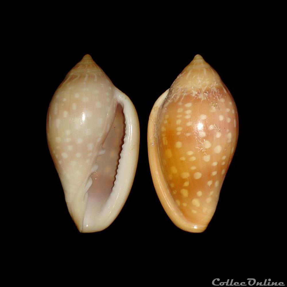 Marginellidae - Marginella sebastiani (Marche & Rosso, 1979) coquillages fossiles gastropoda marginellidae marginella sebastiani marche rosso 1979