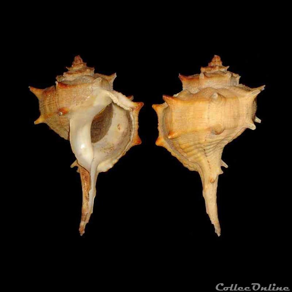 Muricidae - Bolinus brandaris (Linné, 1758) coquillages fossiles gastropoda muricidae bolinus brandaris linne 1758