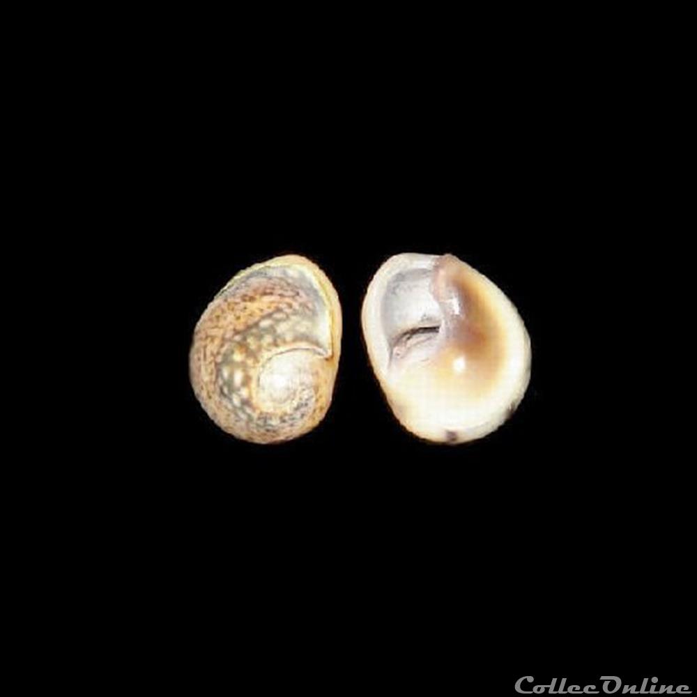 Nassariidae - Tritia neritea (Linné, 1758) coquillage fossile gastropodum nassariidae tritia neritea linne 1758