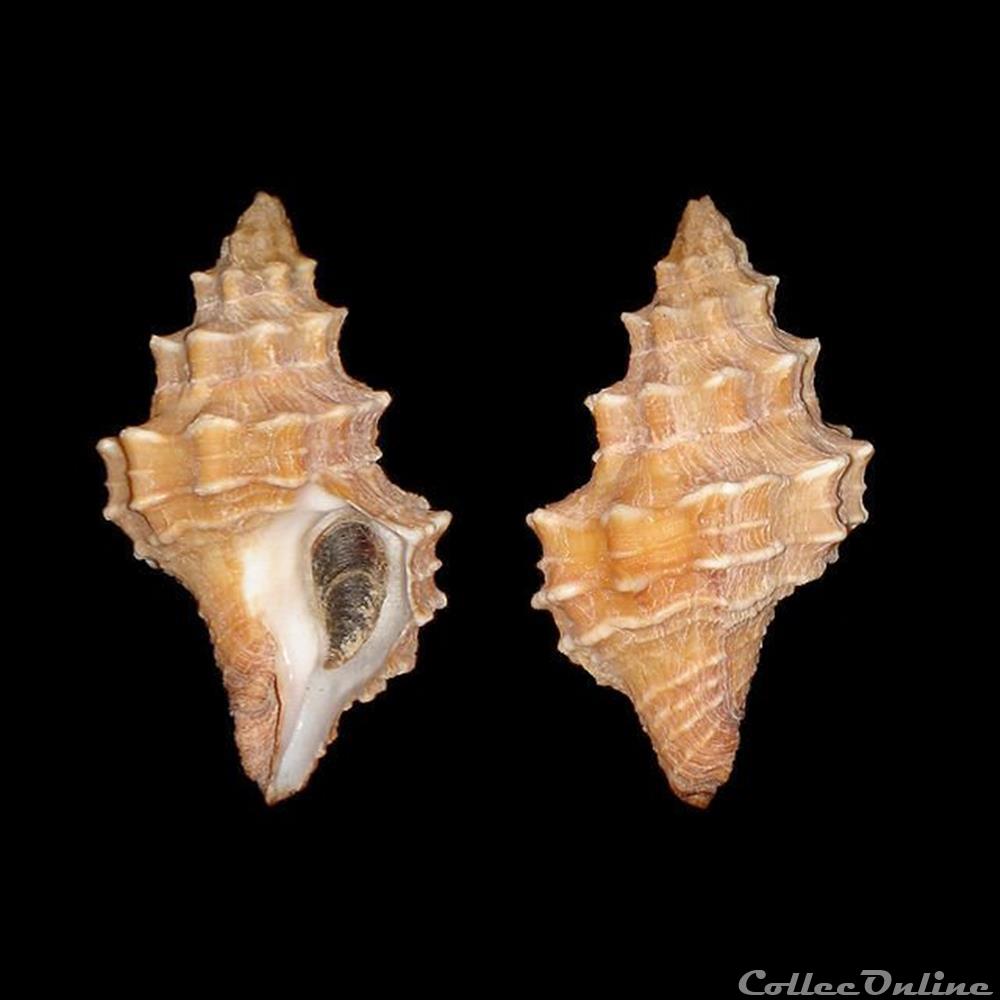 Fasciolariidae - Hemipolygona armata (Adams, 1855) coquillages fossiles gastropoda fasciolariidae hemipolygona armata adams 1855