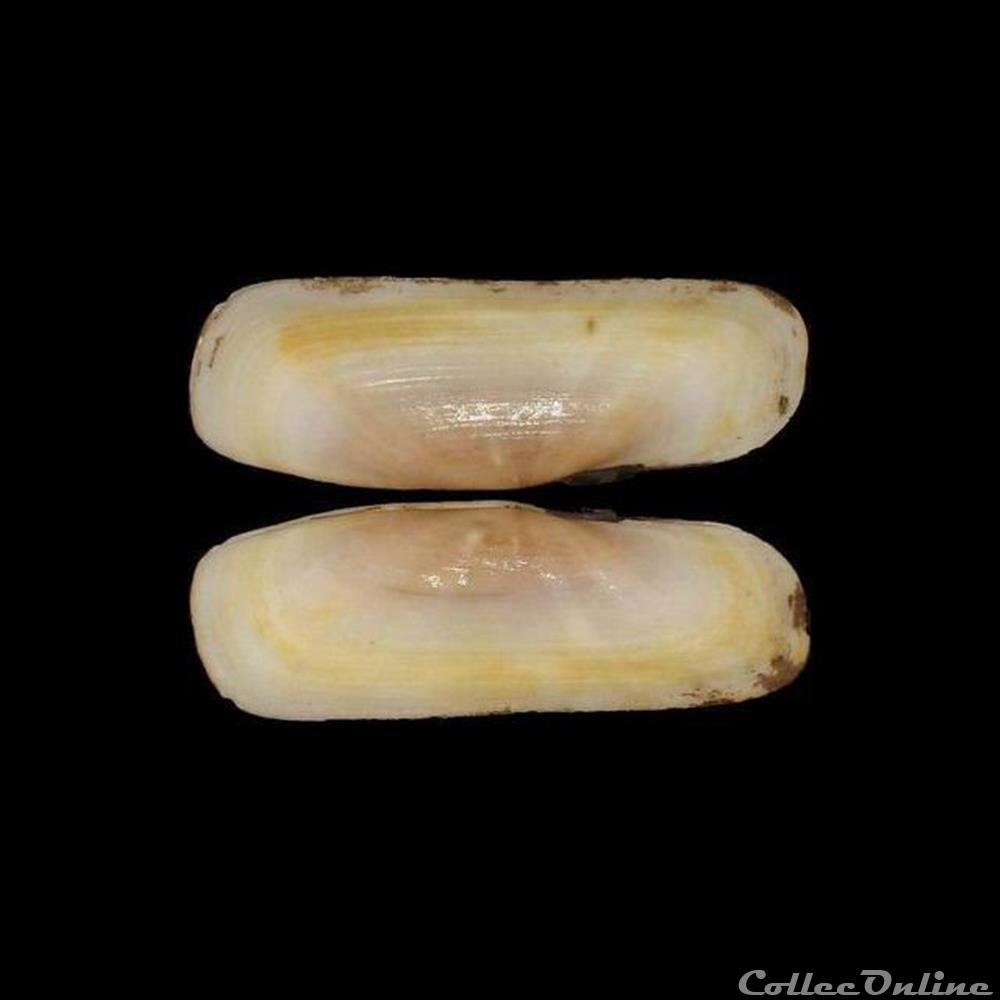 coquillages fossiles bivalvia solecurtidae tagelus adansonii bosc 1801