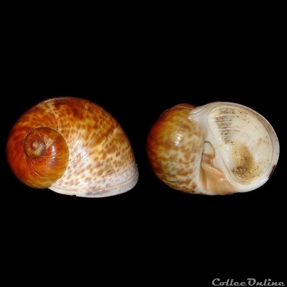 coquillages fossiles gastropoda naticidae natica fulminea gmelin 1791