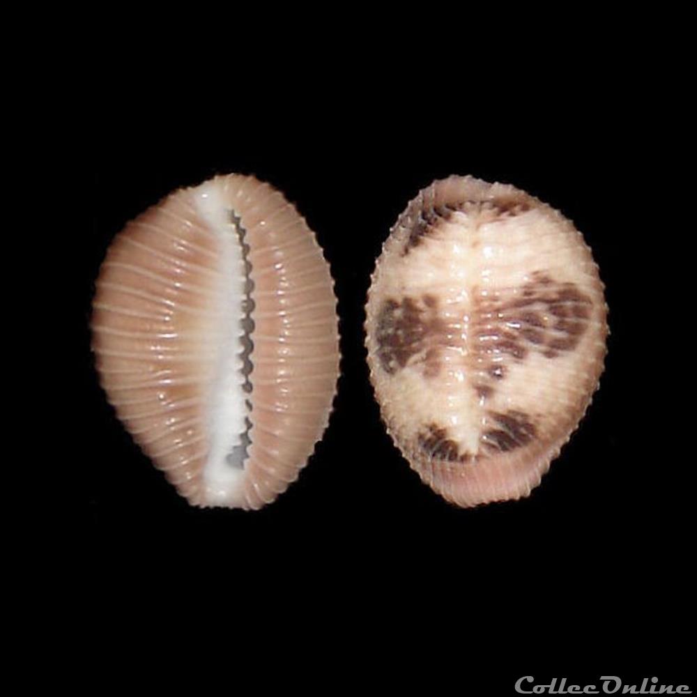 coquillages fossiles gastropoda triviidae pusula pediculus linne 1758