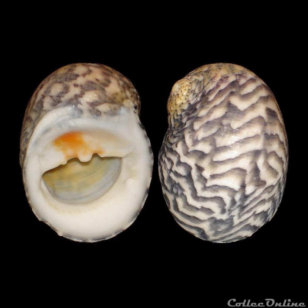 coquillages fossiles gastropoda neritidae nerita peloronta linne 1758