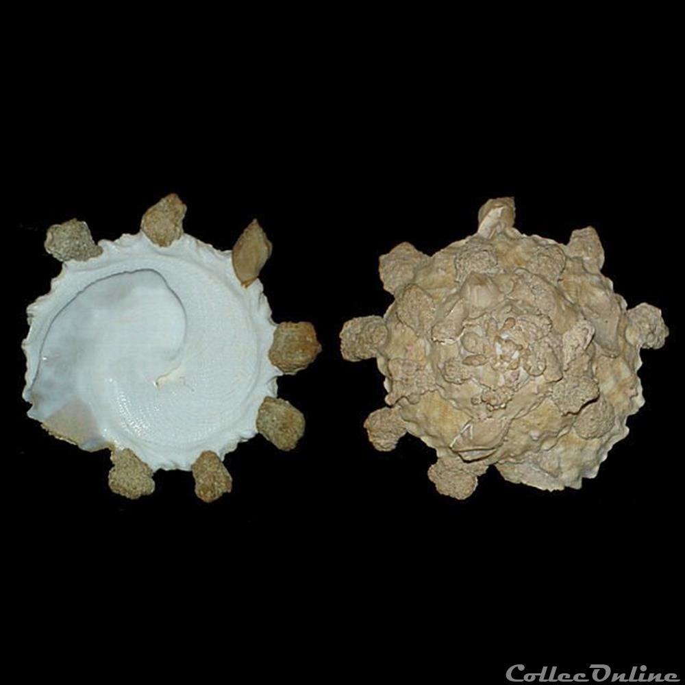 Xenophoridae - Stellaria testigera digitata (Martens, 1878) coquillages fossiles gastropoda xenophoridae stellaria testigera digitata martens 1878