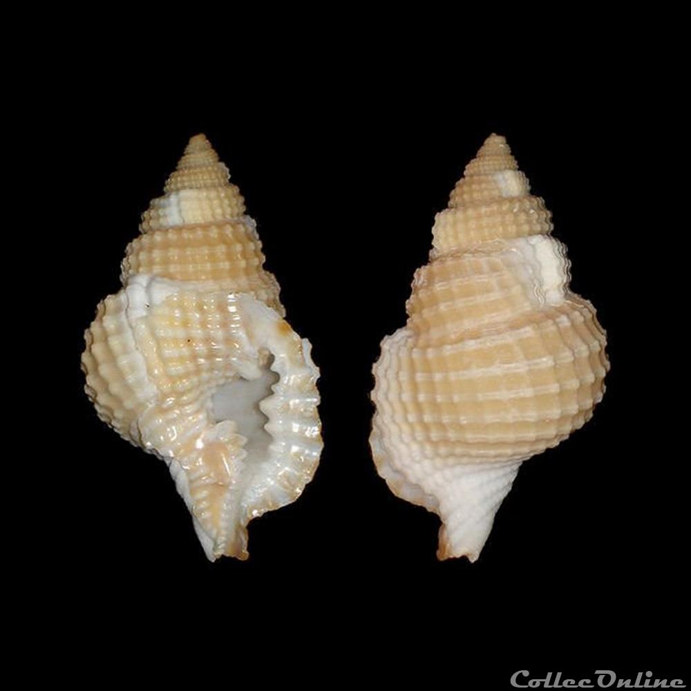 coquillages fossiles gastropoda personidae distorsio clathrata lamarck 1816