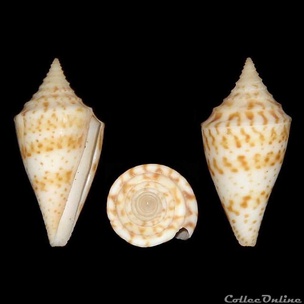 Kohniconus delessertii (Recluz, 1843) coquillages fossiles gastropoda kohniconus delessertii recluz 1843