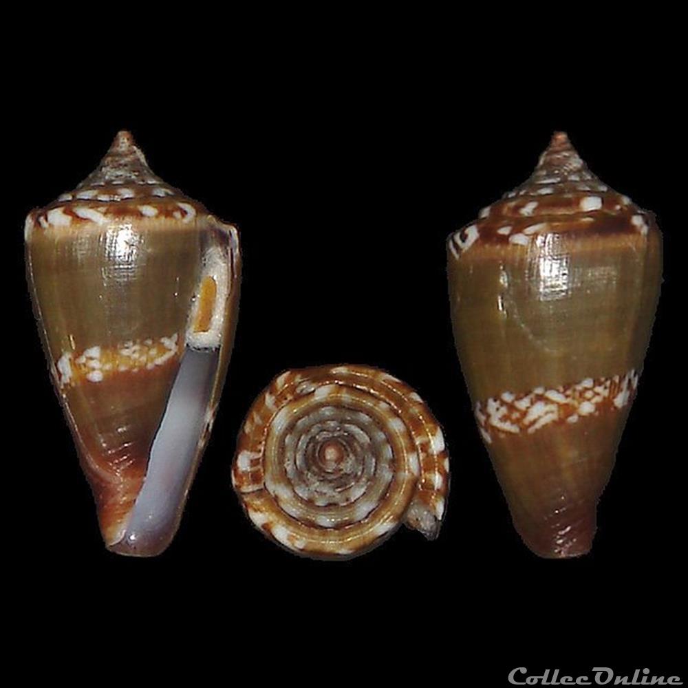 Lautoconus (Africonus) antoniomonteiroi (Rolán, 1990) coquillages fossiles gastropoda lautoconus africonus antoniomonteiroi rolan 1990