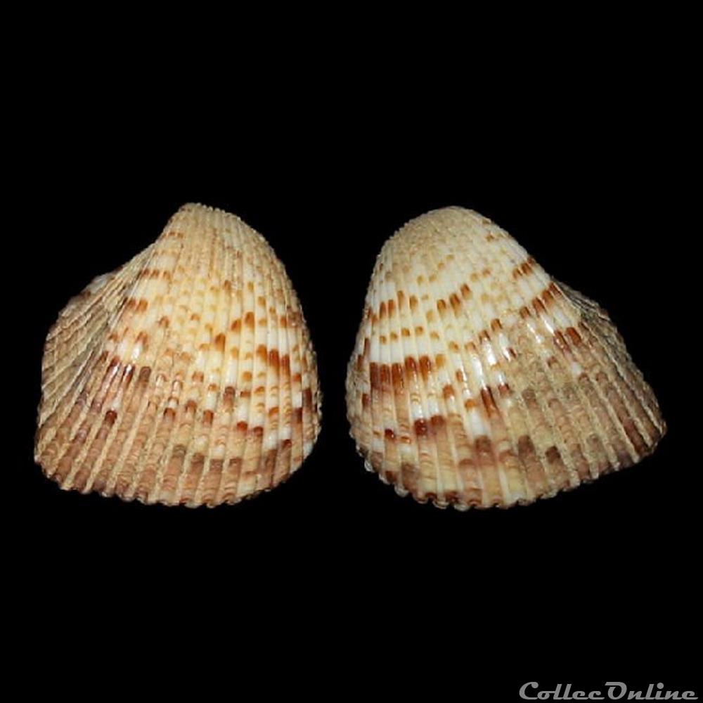 coquillages fossiles bivalvia cardiidae americardia media linne 1758