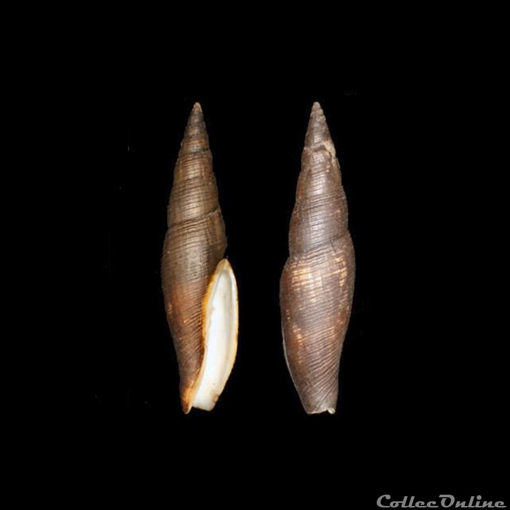 coquillages fossiles gastropoda mitridae cancilla scrobiculata crosnieri cernohorsky 1970