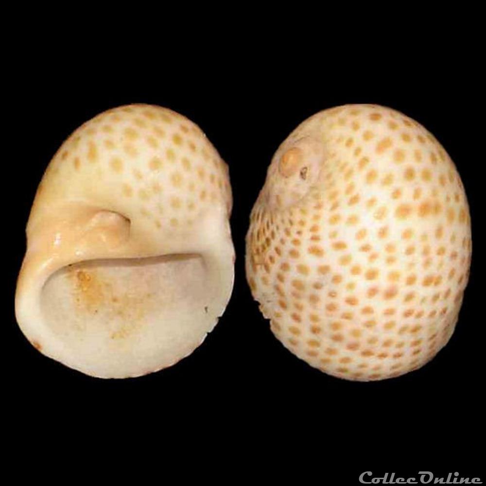 coquillages fossiles gastropoda naticidae naticarius stercusmuscarum gmelin 1791