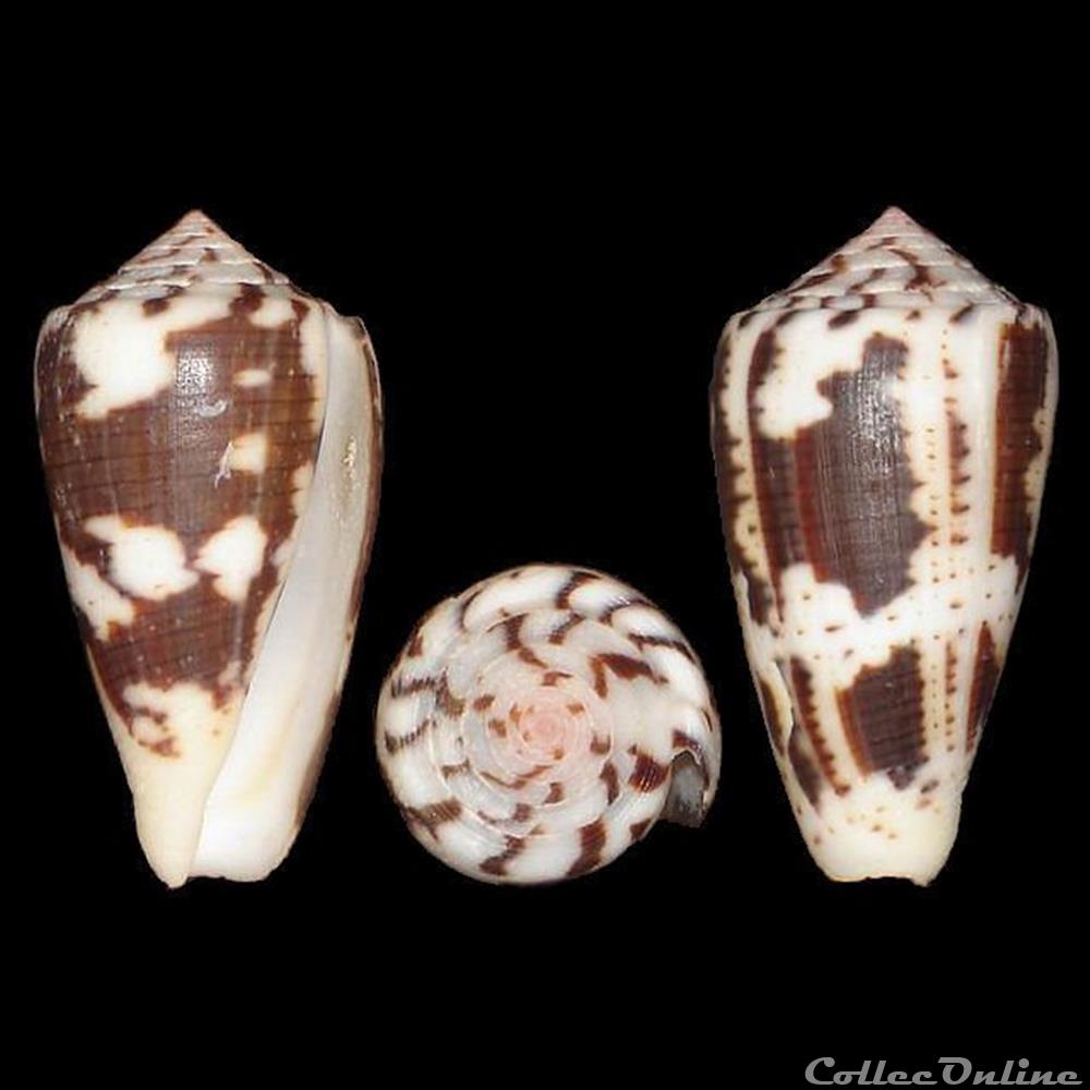 Pionoconus striolatus (Kiener, 1848) coquillages fossiles gastropoda pionoconus striolatus kiener 1848