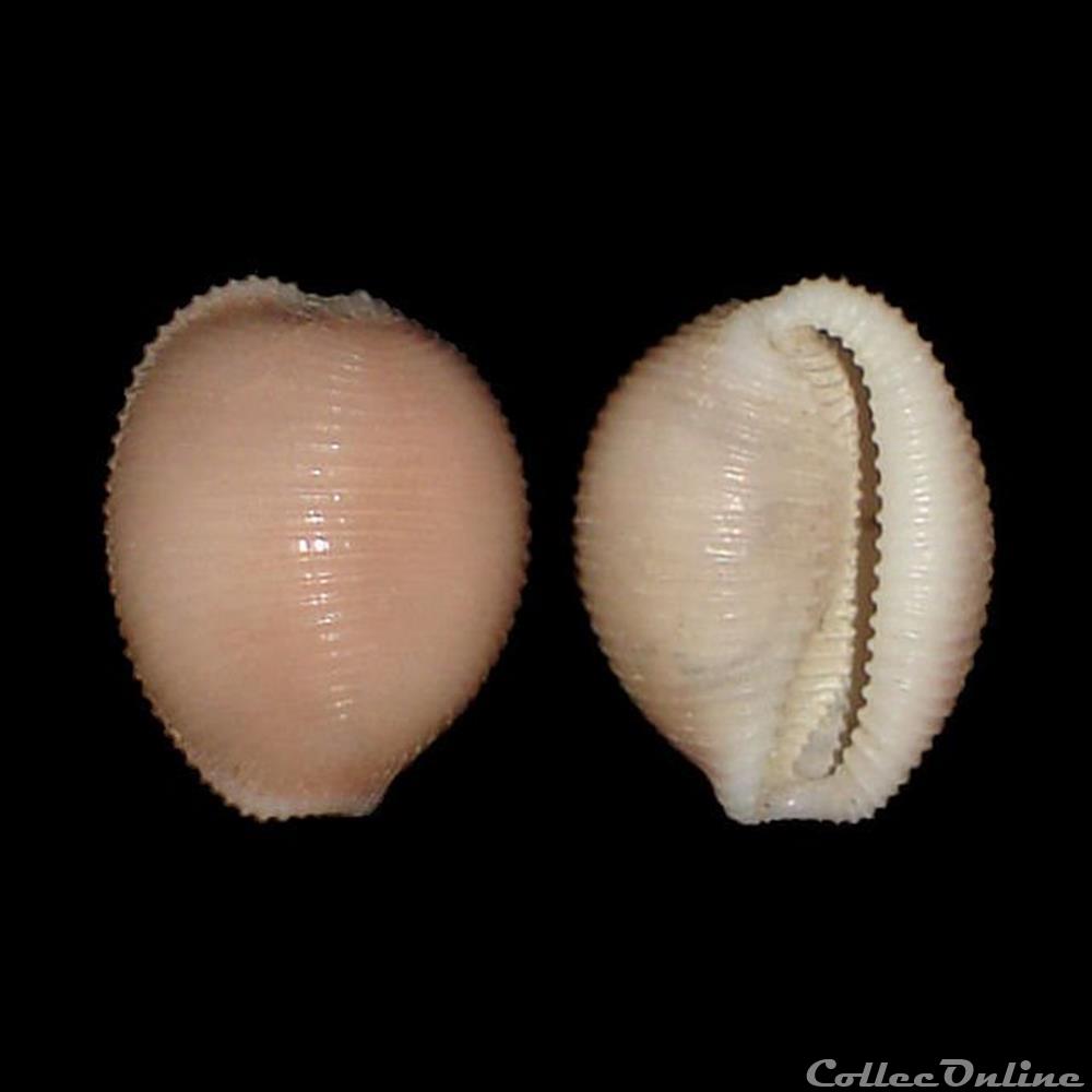 Triviidae - Trivia multilirata (Sowerby II, 1870) coquillages fossiles gastropoda triviidae trivia multilirata sowerby ii 1870