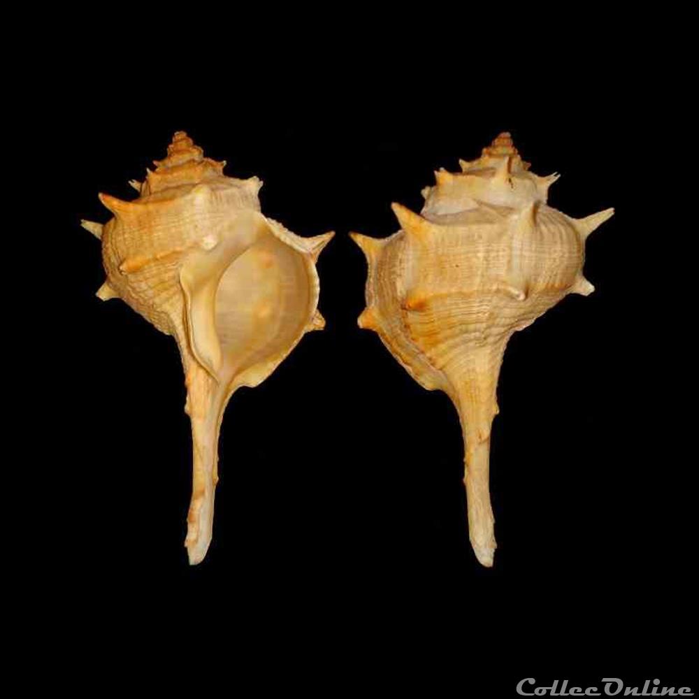 Muricidae - Bolinus brandaris (Linné, 1758) coquillages fossiles gastropoda muricidae bolinus brandaris linne 1758