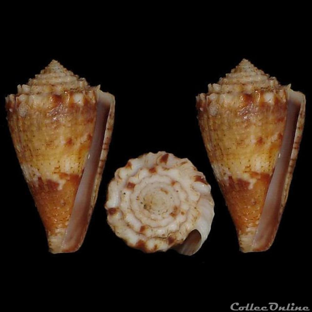 Taranteconus chiangi (Azuma, 1972) coquillages fossiles gastropoda taranteconus chiangi azuma 1972