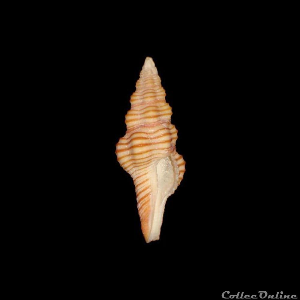 Fasciolariidae - Polygona infundibulum (Gmelin, 1791) coquillages fossiles gastropoda fasciolariidae polygona infundibulum gmelin 1791