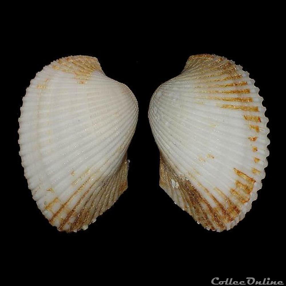 Arcidae - Anadara notabilis (Röding, 1798) coquillages fossiles bivalvia arcidae anadara notabilis roding 1798