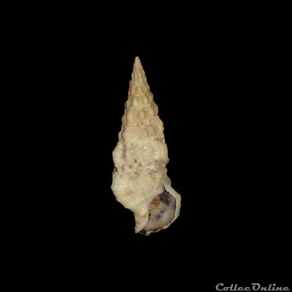 Cerithiidae - Cerithium atratum (Born, 1778) coquillages fossiles gastropoda cerithiidae cerithium atratum born 1778