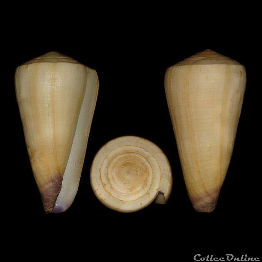 Virgiconus virgo (Linné, 1758) coquillages fossiles gastropoda virgiconus virgo linne 1758